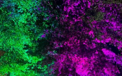 Bäume werden mit lila und grünen Licht beleuchtet