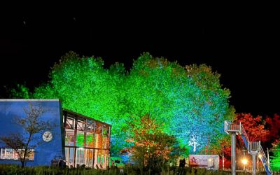 Bunt beleuchtete Bäume und Gebäude 