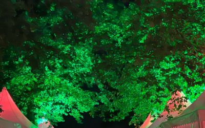 Gelb beleuchtete Pavillions und grün angestrahlter Baum in der Nacht.
